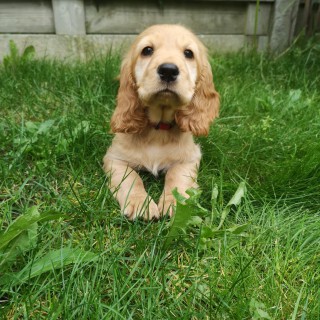 Dog breed Lana