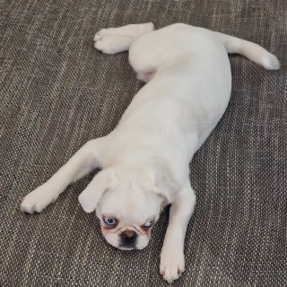 Dog breed Olaf