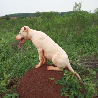 Dog breed Vasco